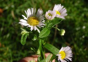 Turan roční (Erigeron annuus)