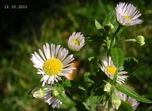 Turan roční (Erigeron annuus)