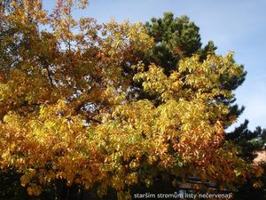 Dub červený (Quercus rubra)