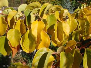 Aktinidie (Actinidia sp.)