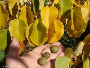 Aktinidie (Actinidia sp.)