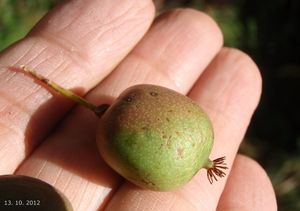 Aktinidie (Actinidia sp.)