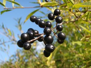 Ptačí zob obecný (Ligustrum vulgare)