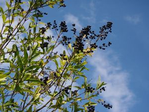 Ptačí zob obecný (Ligustrum vulgare)