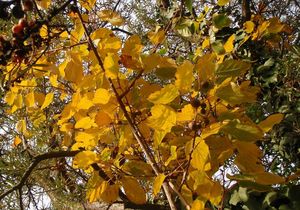 Aktinidie (Actinidia sp.)