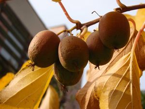 Aktinidie (Actinidia sp.)