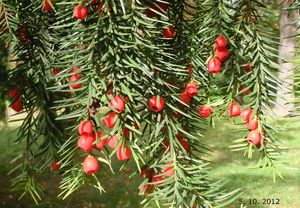 Tis červený (Taxus baccata)