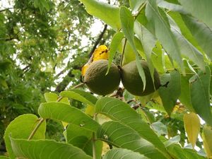 Ořešák černý (Juglans nigra)