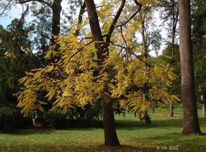 Ořešák černý (Juglans nigra)