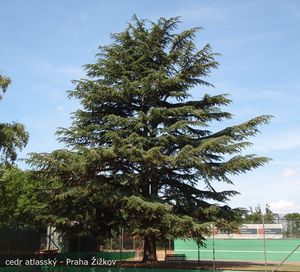 Cedr (Cedrus)