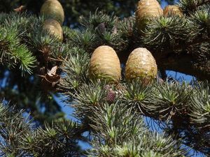 Cedr (Cedrus)