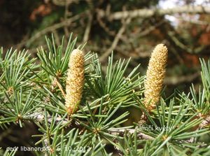 Cedr (Cedrus)