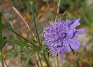 Hlaváč šedavý (Scabiosa canescens)