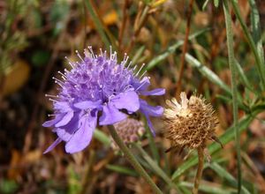 Hlaváč šedavý (Scabiosa canescens)