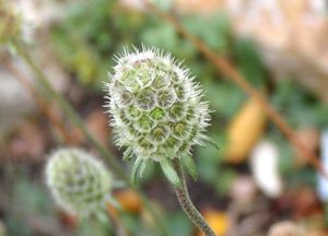 Hlaváč šedavý (Scabiosa canescens)