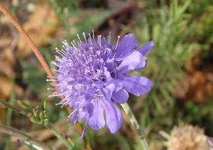 Hlaváč šedavý (Scabiosa canescens)