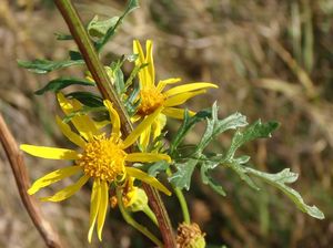 Starček přímětník (Senecio jacobaea)