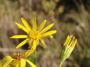 Starček přímětník (Senecio jacobaea)