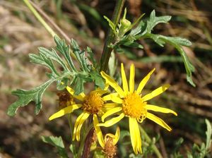 Starček přímětník (Senecio jacobaea)