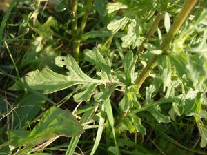 Starček přímětník (Senecio jacobaea)