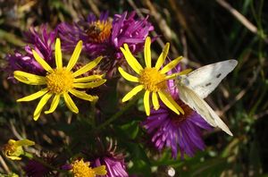 Starček přímětník (Senecio jacobaea)