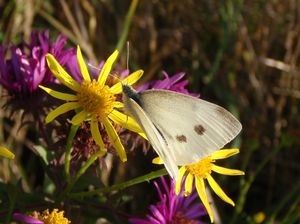 Starček přímětník (Senecio jacobaea)