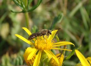 Starček přímětník (Senecio jacobaea)