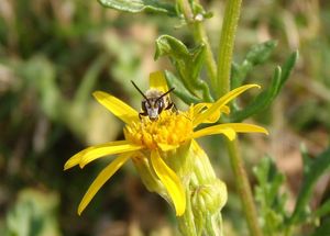 Starček přímětník (Senecio jacobaea)