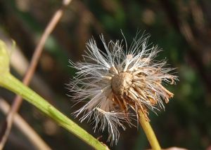 Starček přímětník (Senecio jacobaea)