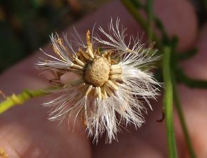 Starček přímětník (Senecio jacobaea)