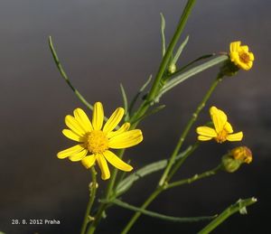 Starček úzkolistý (Senecio inaequidens)