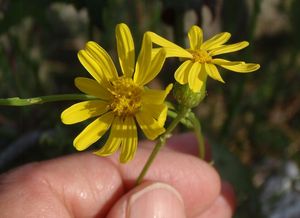 Starček úzkolistý (Senecio inaequidens)