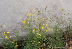 Starček úzkolistý (Senecio inaequidens)