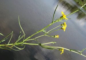 Starček úzkolistý (Senecio inaequidens)