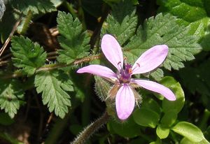 Pumpava rozpuková (Erodium cicutarium)