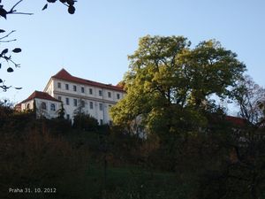 Jasan ztepilý (Fraxinus excelsior)