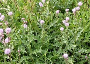 Pcháč rolní /oset/ (Cirsium arvense)