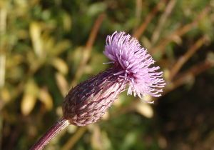 Pcháč rolní /oset/ (Cirsium arvense)