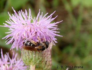 Pcháč rolní /oset/ (Cirsium arvense)