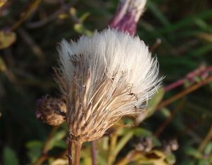 Pcháč rolní /oset/ (Cirsium arvense)