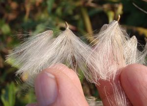 Pcháč rolní /oset/ (Cirsium arvense)