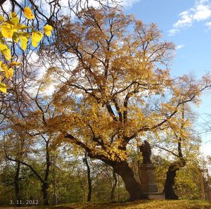 Lípa srdčitá (Tilia cordata)