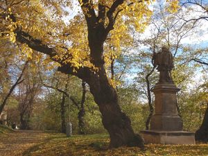 Lípa srdčitá (Tilia cordata)