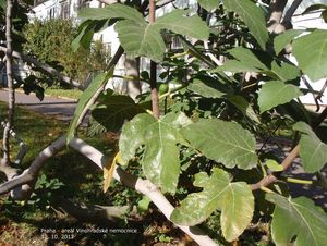 Fíkovník smokvoň (Ficus carica)