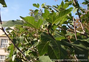 Fíkovník smokvoň (Ficus carica)