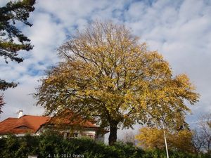 Líska turecká (Corylus colurna)