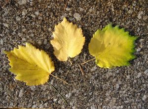 Líska turecká (Corylus colurna)