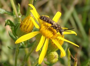 Starček přímětník (Senecio jacobaea)