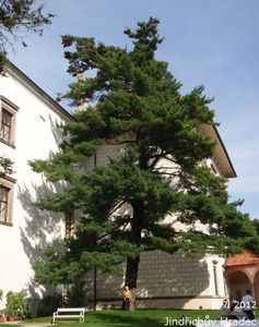 Borovice vejmutovka (Pinus strobus)