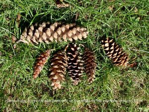 Borovice vejmutovka (Pinus strobus)